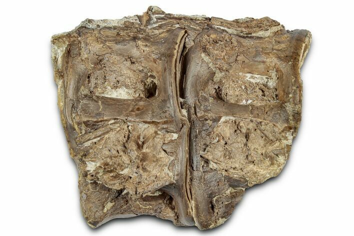 Pair of Fossil Ray-Finned Fish (Xiphactinus) Vertebrae - Kansas #331055